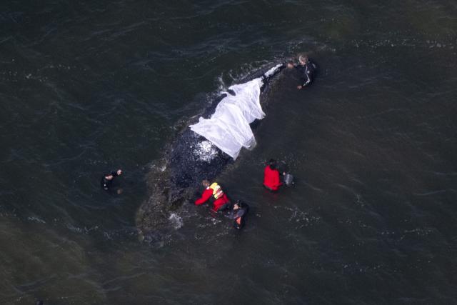 23 April 2026, Mecklenburg-Vorpommern, Fährdorf: Volunteers distribute damp cloths to protect the skin of a humpback whale off the coast of Poel Island, where it remains stuck in shallow water after stranding near Wismar three weeks ago, despite ongoing rescue efforts by a private initiative. Photo: Philip Dulian/dpa