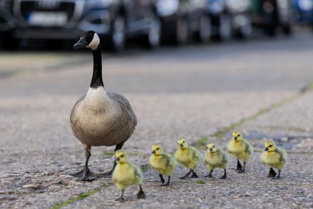 FILED - 20 April 2026, North Rhine-Westphalia, Cologne: Canada geese and their goslings cross a street at a pedestrian crossing in Cologne city center. Photo: Rolf Vennenbernd/dpa