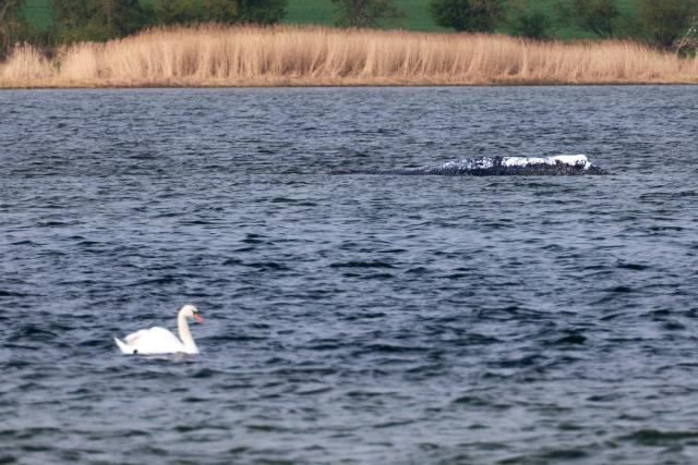 24 April 2026, Mecklenburg-Vorpommern, Fährdorf: A swan swims near a humpback whale that remains stuck in shallow water off the coast near Wismar about three weeks after stranding, despite ongoing rescue efforts by a private initiative. Photo: Marcus Golejewski/dpa
