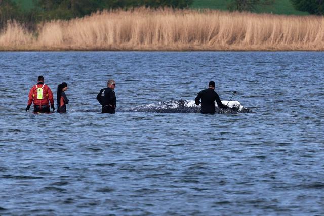 24 April 2026, Mecklenburg-Vorpommern, Fährdorf: Rescuers work in close proximity to a humpback whale that remains stuck in shallow water off the coast near Wismar about three weeks after stranding, despite ongoing rescue efforts by a private initiative. Photo: Marcus Golejewski/dpa