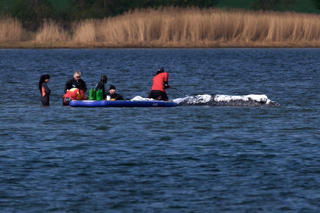 24 April 2026, Mecklenburg-Vorpommern, Fährdorf: Rescuers work in close proximity to a humpback whale that remains stuck in shallow water off the coast near Wismar about three weeks after stranding, despite ongoing rescue efforts by a private initiative. Photo: Marcus Golejewski/dpa