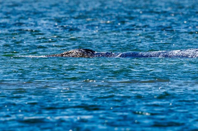 24 April 2026, Mecklenburg-Vorpommern, Fährdorf: A humpback whale off the coast of Poel Island remains stuck in shallow water, three weeks after stranding near Wismar, despite ongoing rescue efforts by a private initiative. Photo: Jens Büttner/dpa
