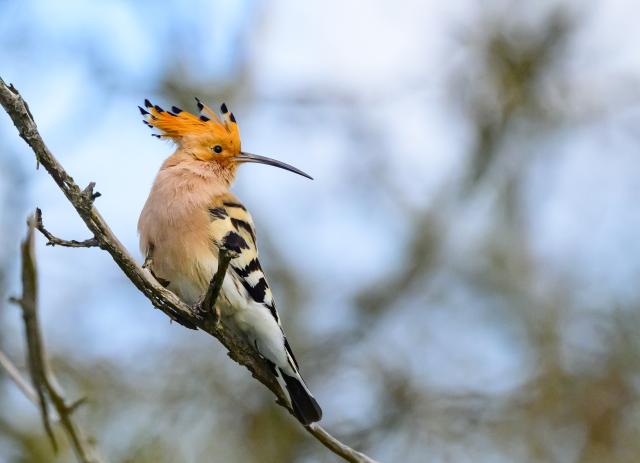 24 April 2026, Brandenburg, Lebus: A hoopoe (Upupa epops) is seen perched on a branch. This colourful migratory bird returns from its African wintering grounds in spring and searches for food in open landscapes, using its long curved beak to forage for insects on the ground, and is only observed in Germany for a few months each year. Photo: Patrick Pleul/dpa