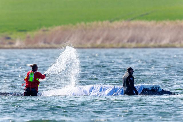 23 April 2026, Mecklenburg-Vorpommern, Fährdorf: Rescuers stand in close proximity to a humpback whale off the coast of Poel Island, tending to the animal as it remains stuck in shallow water three weeks after stranding near Wismar, despite ongoing rescue efforts by a private initiative. Photo: Jens Büttner/dpa