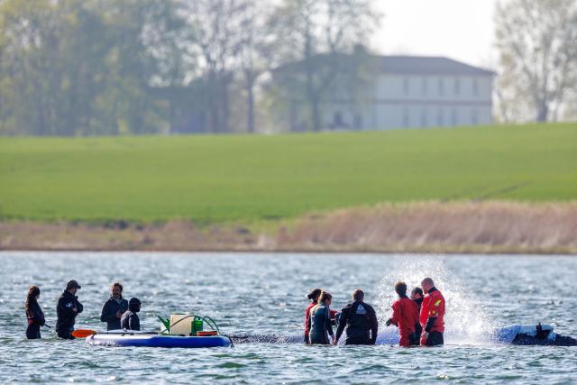 23 April 2026, Mecklenburg-Vorpommern, Fährdorf: Rescuers stand in close proximity to a humpback whale off the coast of Poel Island, tending to the animal as it remains stuck in shallow water three weeks after stranding near Wismar, despite ongoing rescue efforts by a private initiative. Photo: Jens Büttner/dpa