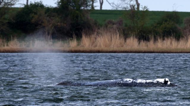 25 April 2026, Mecklenburg-Western Pomerania, Faehrdorf: The humpback whale lies off the island of Poel. A private initiative has been trying to rescue the stranded humpback whale that is still lying in shallow water. Photo: Bernd Wüstneck/dpa