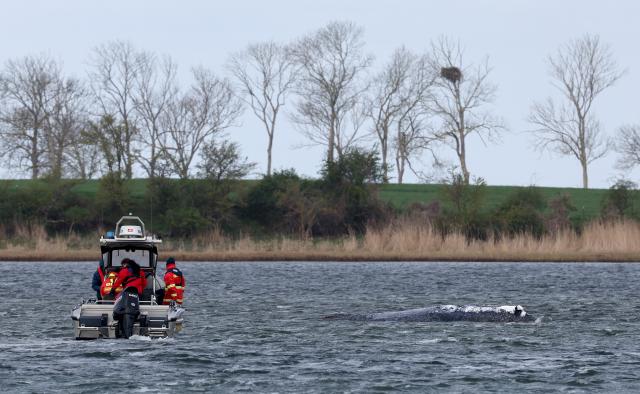25 April 2026, Mecklenburg-Western Pomerania, Faehrdorf: A boat from the German Life Saving Association (DLRG) approaches the stranded humpback whale off the Baltic Sea island of Poel. A private initiative has been trying to rescue the stranded humpback whale that is still lying in shallow water. Photo: Bernd Wüstneck/dpa
