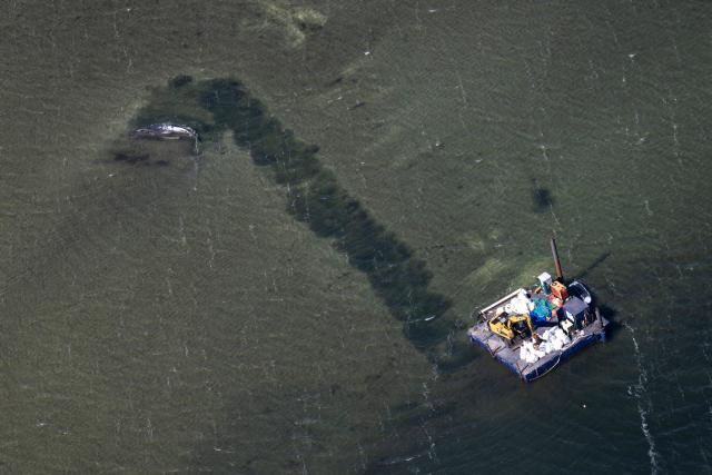 25 April 2026, Mecklenburg-Western Pomerania, Poel: An aerial view shows a channel leads from the stranded whale into deeper water off the Baltic Sea island of Poel. A private initiative has been trying to rescue the stranded humpback whale that is still lying in shallow water. Photo: Philip Dulian/dpa