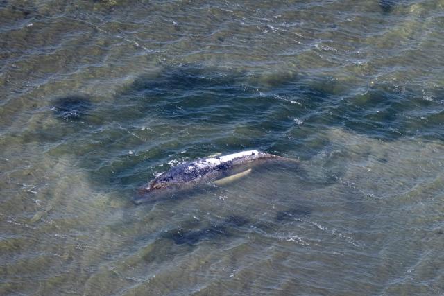 25 April 2026, Mecklenburg-Western Pomerania, Poel: An aerial view shows a channel leads from the stranded whale into deeper water off the Baltic Sea island of Poel. A private initiative has been trying to rescue the stranded humpback whale that is still lying in shallow water. Photo: Philip Dulian/dpa