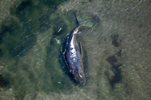 25 April 2026, Mecklenburg-Western Pomerania, Poel: An aerial view shows the stranded whale off the Baltic Sea island of Poel. A private initiative has been trying to rescue the stranded humpback whale that is still lying in shallow water. Photo: Philip Dulian/dpa