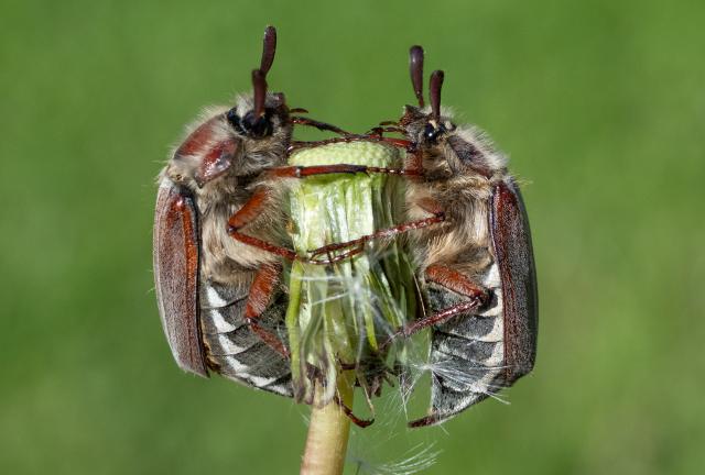 25 April 2026, North Rhine-Westphalia, Dansweiler: Two cockchafers sit in a meadow near Dansweiler as favourable temperatures trigger the emergence of swarms of these large insects in many areas. Photo: Boris Roessler/dpa