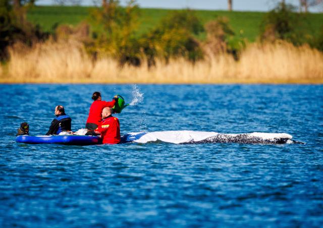 26 April 2026, Mecklenburg-Western Pomerania, Fährdorf (Poel): Helpers care for the stranded humpback whale off the island of Poel, spraying it with water and covering it with sheets. The humpback whale that stranded near Wismar over three weeks ago is still lying in shallow water. Photo: Jens Büttner/dpa