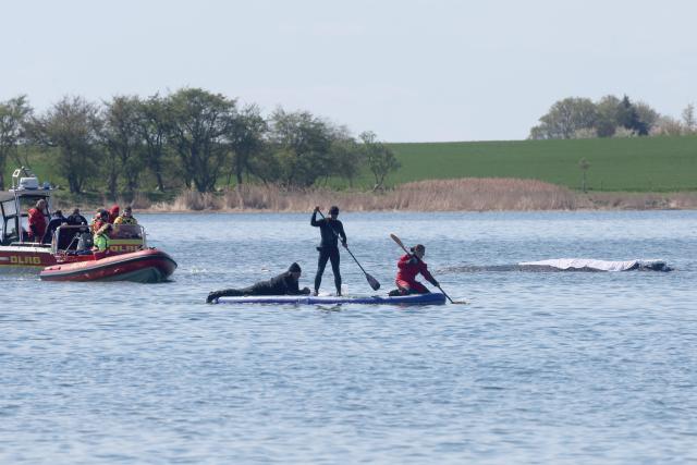 26 April 2026, Mecklenburg-Western Pomerania, Faehrdorf (Poel): Rescuers work to assist the stranded humpback whale off the Baltic Sea island of Poel, which has been covered with damp sheets to protect its skin. The humpback whale, which is about twelve meters long, is to be rescued using a barge. Photo: Bernd Wüstneck/dpa