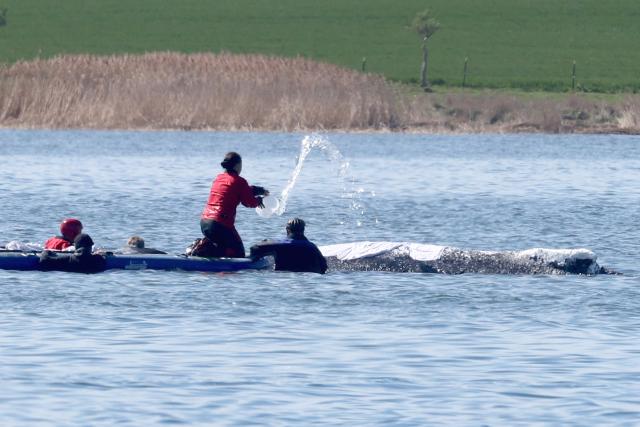 26 April 2026, Mecklenburg-Western Pomerania, Faehrdorf (Poel): Rescuers spray water on the stranded humpback whale off the coast of Poel Island. The humpback whale, which stranded near Wismar over three weeks ago, remains in shallow water. Photo: Bernd Wüstneck/dpa