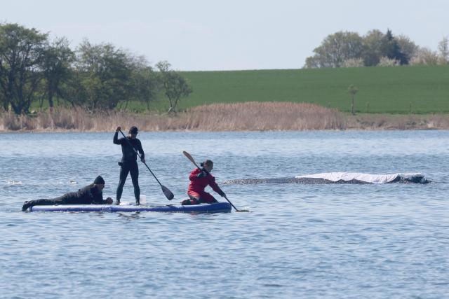26 April 2026, Mecklenburg-Western Pomerania, Faehrdorf (Poel): Rescuers work to assist the stranded humpback whale off the Baltic Sea island of Poel, which has been covered with damp sheets to protect its skin. The humpback whale, which is about twelve meters long, is to be rescued using a barge. Photo: Bernd Wüstneck/dpa