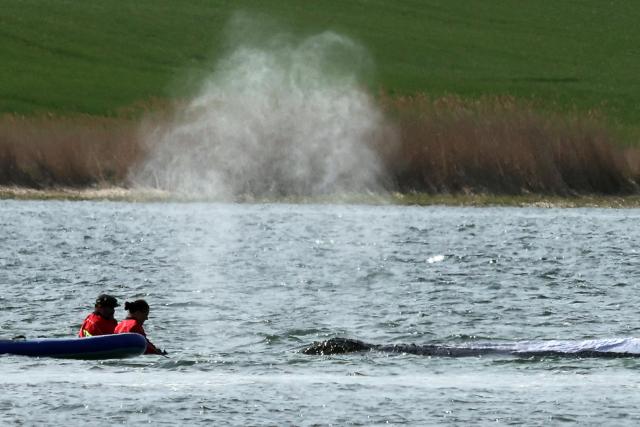 27 April 2026, Mecklenburg-Western Pomerania, Wismar: Rescuers use a SUP board to assist the humpback whale (R), which is spouting a jet of water and air. The whale is scheduled to be recovered and transported away by barge on April 28. Photo: Bernd Wüstneck/dpa