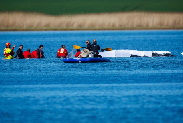 28 April 2026, Mecklenburg-Western Pomerania, Fährdorf: Helpers prepare straps to pull the stranded humpback whale off the island of Poel. The humpback whale that stranded near Wismar over three weeks ago is still stuck in shallow water. A private initiative has been trying to rescue the whale for days. Photo: Jens Büttner/dpa
