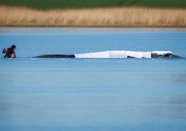28 April 2026, Mecklenburg-Western Pomerania, Faehrdorf: Helpers are at the stranded humpback whale off the island of Poel. The humpback whale that stranded near Wismar over three weeks ago is still stuck in shallow water. A private initiative has been trying to rescue the whale for days. Photo: Jens Büttner/dpa