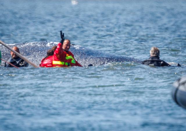 28 April 2026, Mecklenburg-Western Pomerania, Faehrdorf: Rescuers use straps to pull the stranded humpback whale onto the barge off the coast of Poel Island. The humpback whale, which stranded near Wismar over three weeks ago, is now to be transported by ship to the North Sea. Photo: Jens Büttner/dpa