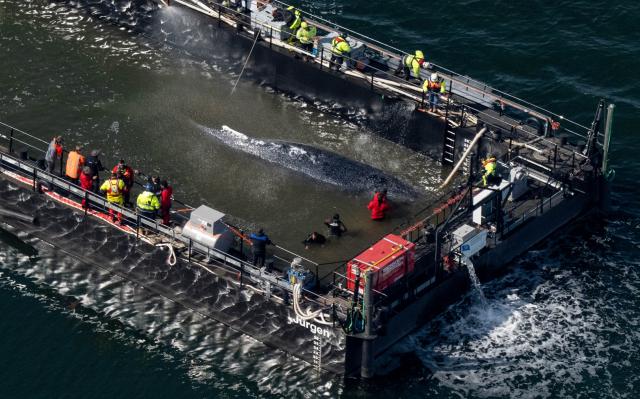 28 April 2026, Mecklenburg-Western Pomerania, Faehrdorf: The humpback whale that stranded in the Baltic Sea has arrived at the barge designated for its transport. The animal moved into the barge through a channel that had been dredged out, after rescuers had pulled it in that direction using straps. Photo: Stefan Sauer/dpa