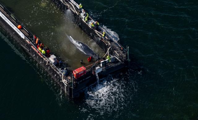 28 April 2026, Mecklenburg-Western Pomerania, Faehrdorf: The humpback whale that stranded in the Baltic Sea has arrived at the barge designated for its transport. The animal moved into the barge through a channel that had been dredged out, after rescuers had pulled it in that direction using straps. Photo: Stefan Sauer/dpa
