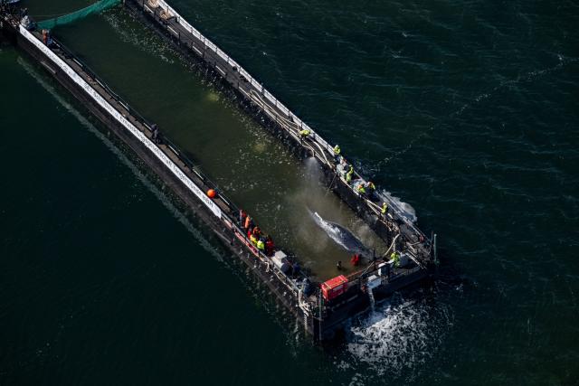 28 April 2026, Mecklenburg-Western Pomerania, Faehrdorf: The humpback whale that stranded in the Baltic Sea has arrived at the barge designated for its transport. The animal moved into the barge through a channel that had been dredged out, after rescuers had pulled it in that direction using straps. Photo: Stefan Sauer/dpa