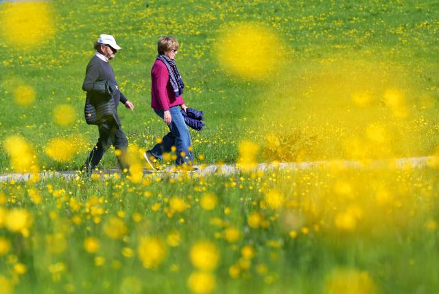 28 April 2026, Bavaria, Gmund Am Tegernsee: A couple walks along a path lined with buttercups. Photo: Malin Wunderlich/dpa