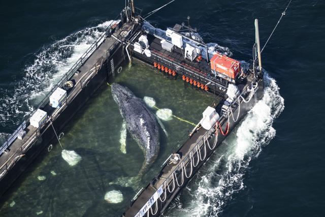 29 April 2026, Schleswig-Holstein, Fehmarn: The stranded humpback whale lies in a flooded cargo ship close the Danish border. The humpback whale recovered from a shallow bay off Wismar is being transported towards the North Sea. The marine mammal had previously been stuck in the bay of the island of Poel for four weeks. Photo: Philip Dulian/dpa