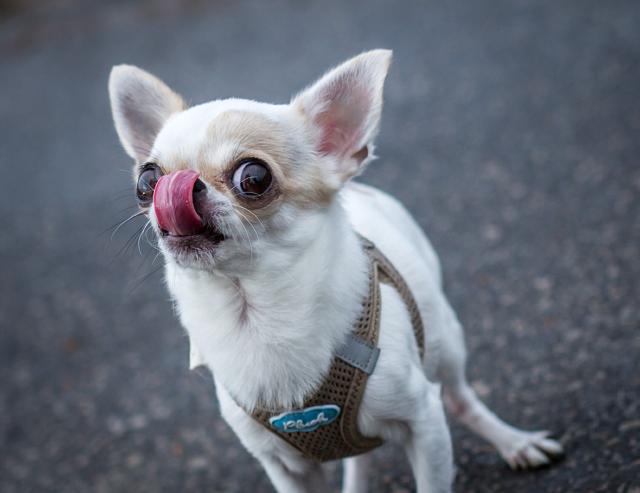 FILED - 10 March 2015, Hesse, Friedrichsdorf: FILE PHOTO - A Chihuahua licks its snout. Photo: Frank Rumpenhorst/dpa/dpa-tmn