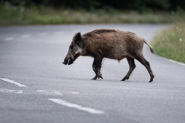 FILED - 12 July 2020, Berlin: FILE PHOTO - A wild boar runs across a road. Photo: Paul Zinken/dpa