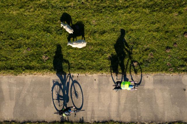 PRODUCTION - 08 May 2026, Lower Saxony, Nordenham: Cyclists cast long shadows as they ride next to sheep in Nordenham. Photo: Sina Schuldt/dpa