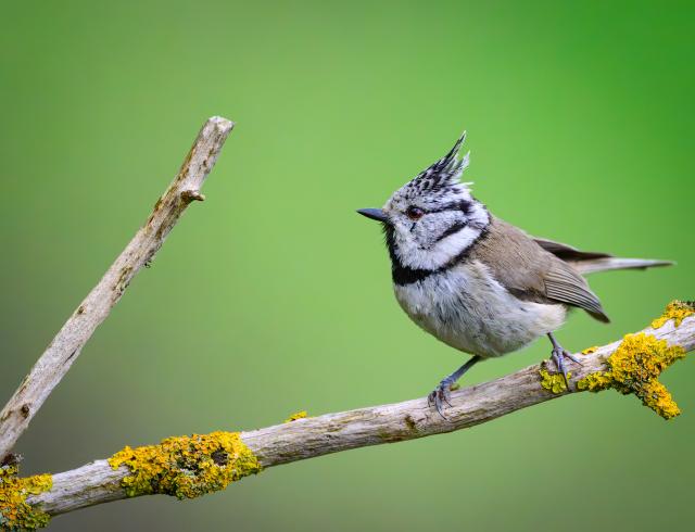 08 May 2026, Brandenburg, Sieversdorf: A crested tit (Lophophanes cristatus) is seen perched on a branch, its distinctive crest of feathers clearly visible. People in Germany are being encouraged to sit in their gardens for an hour and count birds through Sunday. Photo: Patrick Pleul/dpa