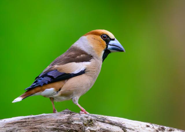 08 May 2026, Brandenburg, Sieversdorf: A hawfinch (Coccothraustes coccothraustes) is seen, the largest species of finch (Fringillidae) native to Europe. People in Germany are encouraged to sit in their gardens for an hour and count birds through Sunday. The Nature and Biodiversity Conservation Union (NABU) hopes that the participatory campaign "Garden Bird Hour" will provide insights into trends among common species in residential areas. Photo: Patrick Pleul/dpa