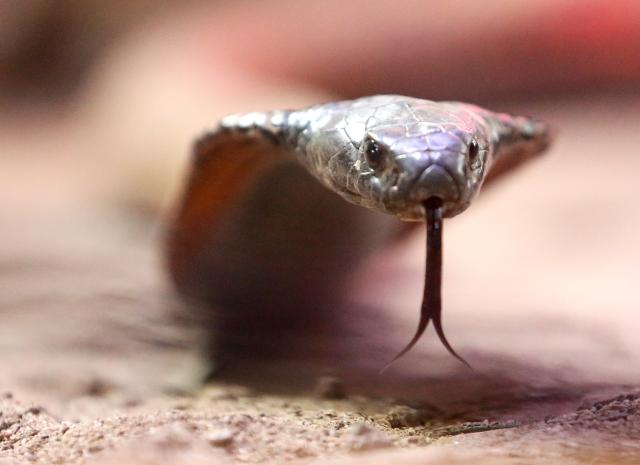 FILED - 02 March 2022, North Rhine-Westphalia, Rheinberg: FILE PHOTO - A venomous Arabian cobra crawls through its terrarium at the Terrazoo. A small town in France has been gripped by fears of a deadly snake which was spotted in the area on Tuesday. Photo: Roland Weihrauch/dpa