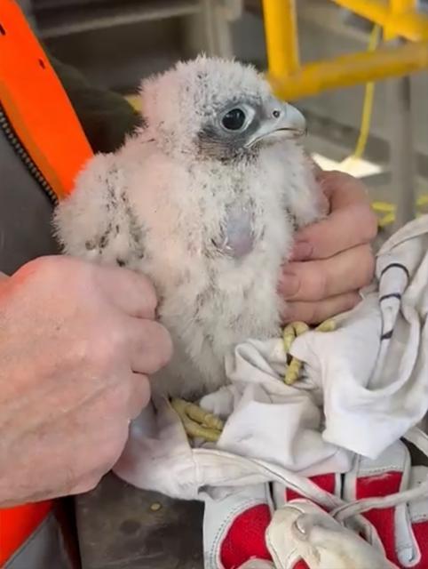 HANDOUT - 15 May 2026, North Rhine-Westphalia, Moenchengladbach: A young peregrine falcon was rescued by emergency responders. After the bird fell from its nest in a church tower and landed in a gutter in the nave, the fire department arrived with a turntable ladder. Photo: Bernd Bäumer/NABU Mönchengladbach/dpa - ACHTUNG: Nur zur redaktionellen Verwendung im Zusammenhang mit der aktuellen Berichterstattung und nur mit vollständiger Nennung des vorstehenden Credits