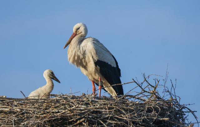17 May 2026, Baden-Wuerttemberg, Riedlingen: A stork and its chick stand in their nest in the morning sunshine. Photo: Thomas Warnack/dpa