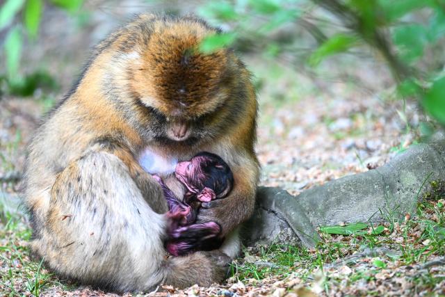 18 May 2026, Baden-Württemberg, Salem: A baby Barbary macaque just a few hours old lies in its mother's lap in Germany's largest monkey enclosure, the Affenberg near Salem. A total of three baby monkeys have been born so far this year. The Affenberg is expecting around 15 baby Barbary macaques this year. Photo: Felix Kästle/dpa