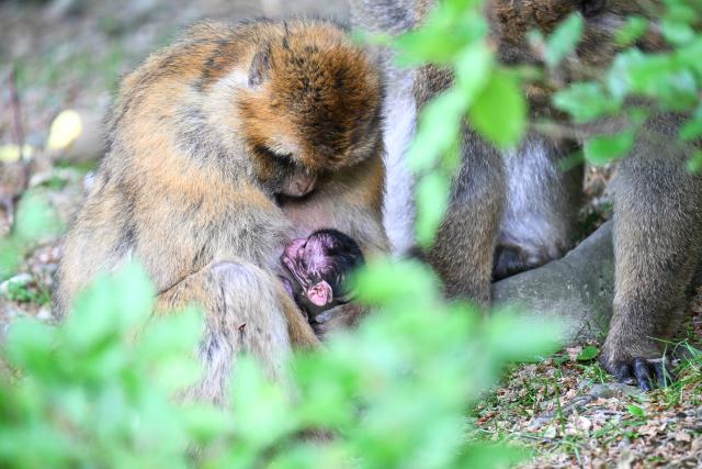 18 May 2026, Baden-Württemberg, Salem: A baby Barbary macaque just a few hours old lies in its mother's lap in Germany's largest monkey enclosure, the Affenberg near Salem. A total of three baby monkeys have been born so far this year. The Affenberg is expecting around 15 baby Barbary macaques this year. Photo: Felix Kästle/dpa