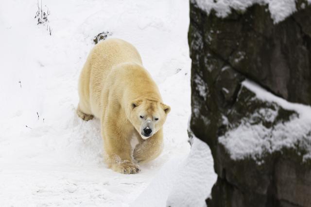 FILED - 09 January 2026, Lower Saxony, Hanover: FILE PHOTO - A polar bear is out and about in the snow in an enclosure at Hanover Adventure Zoo. Photo: Michael Matthey/dpa