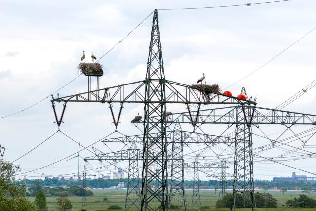 21 May 2026, Lower Saxony, Berne: Storks sit in their nests on high-voltage power poles and electricity lines. Photo: Sina Schuldt/dpa