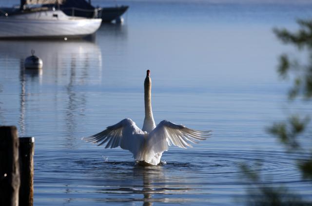 23 May 2026, Bavaria, Diessen am Ammersee: A swan spreads its wings on the Ammersee in the early morning. Photo: Karl-Josef Hildenbrand/dpa
