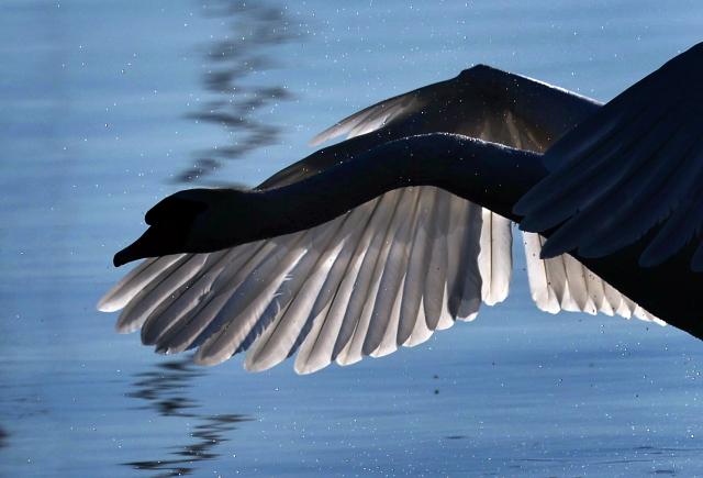 23 May 2026, Bavaria, Diessen am Ammersee: A swan lands on the Ammersee in the early morning. Photo: Karl-Josef Hildenbrand/dpa