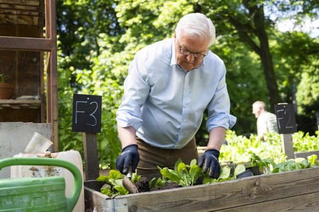 23 May 2026, Berlin: Frank-Walter Steinmeier, President of Germany, gardens in a raised bed at the Prinzessinnengaerten in Neukoelln. The German President is visiting various hands-on activities to mark the first nationwide celebration of the anniversary of the Basic Law. Photo: Christophe Gateau/dpa