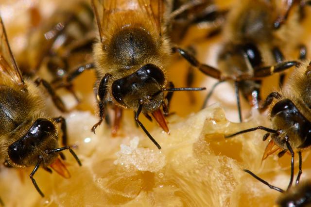 FILED - 21 August 2025, Saxony-Anhalt, Magdeburg: FILE PHOTO - Carnica bees sit on a honeycomb. Photo: Klaus-Dietmar Gabbert/dpa