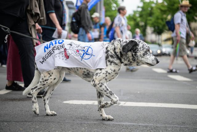 30 May 2026, Hesse, Wiesbaden: A dog wears a scarf reading "Bite NATO away" during a protest outside the US Ramstein Air Base in southwestern Germany. Activists gathered to demonstrate against the deployment of medium-range missiles and the utilization of American military facilities for foreign conflicts. Photo: Hannes P. Albert/dpa