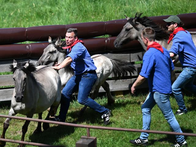 30 May 2026, North Rhine-Westphalia, Duelmen: Catchers capture a young stallion during the traditional wild horse roundup in the Merfelder Bruch. Photo: Celine Frohnapfel/dpa