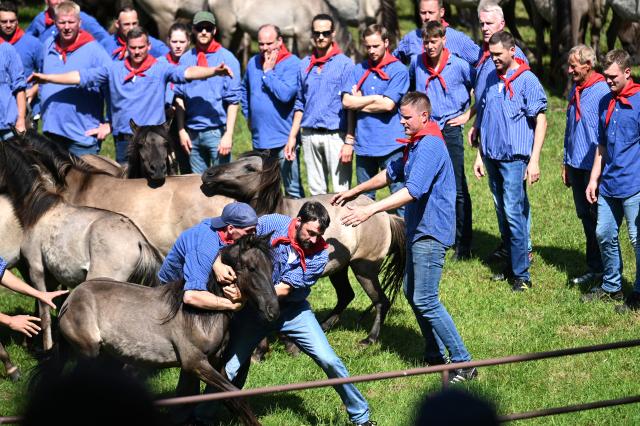 30 May 2026, North Rhine-Westphalia, Duelmen: Catchers capture a young stallion during the traditional wild horse roundup in the Merfelder Bruch. Photo: Celine Frohnapfel/dpa