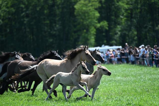 30 May 2026, North Rhine-Westphalia, Duelmen: A herd of wild horses enters the arena during the traditional wild horse roundup in Merfelder Bruch. Photo: Celine Frohnapfel/dpa