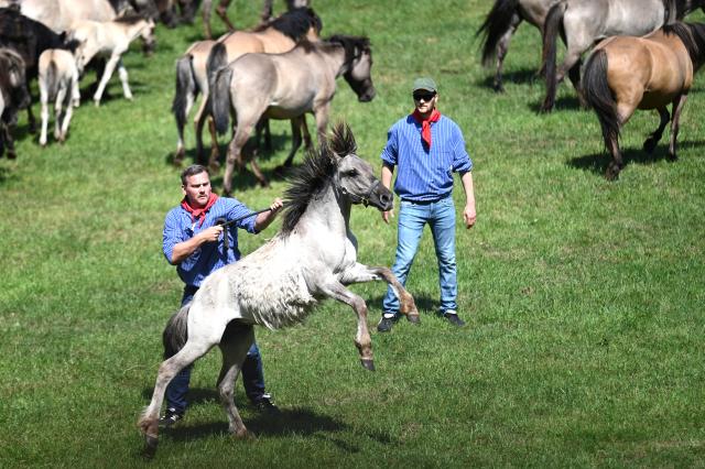 30 May 2026, North Rhine-Westphalia, Duelmen: Catchers capture a young stallion during the traditional wild horse roundup in Merfelder Bruch. Photo: Celine Frohnapfel/dpa