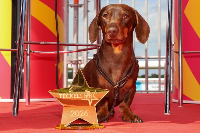 30 May 2026, Saxony-Anhalt, Magdeburg: Freddy, the dachshund owned by Nicole Mittelstaedt of Schwanstedt, was named "Teckelstar 2026" at the 2nd German Dachshund Racing Championship. Photo: Peter Gercke/dpa